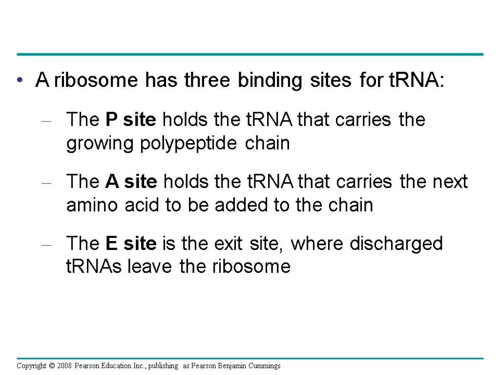 A ribosome has three binding sites for tRNA: The P site holds the tRNA